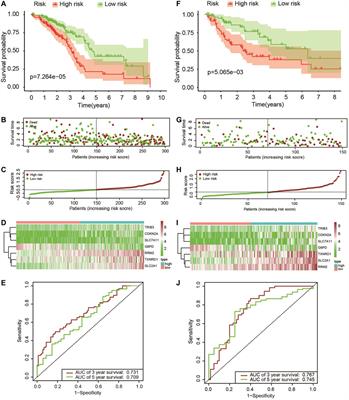 Construction of a Prognostic Model in Lung Adenocarcinoma Based on Ferroptosis-Related Genes